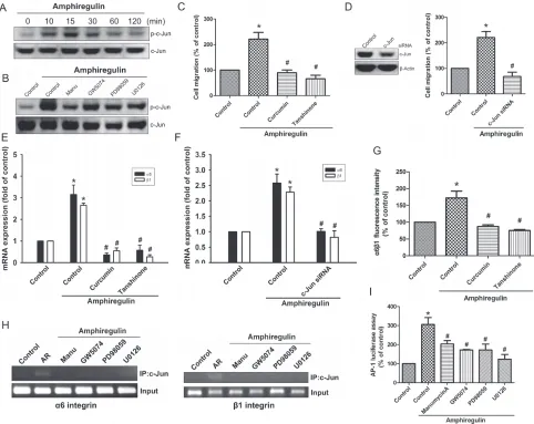 Figure 4: Activation of c-Jun is required for AR-induced cell migration and up-regulation of integrin α6β1