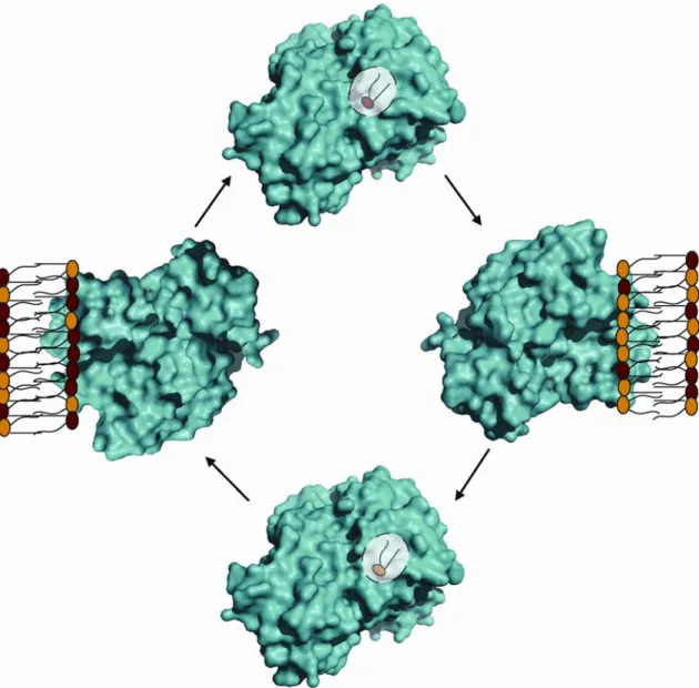 Figure 1.2: Phospholipid transfer reaction. 