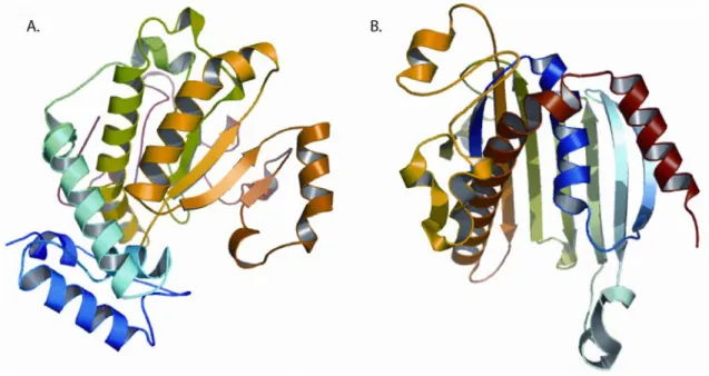 Figure 1.3: PITP crystal structures. 