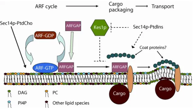Figure 1.4: The proposed Sec14p nanoreactor. 