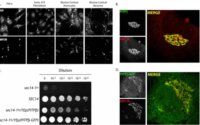 Figure 2.1: Endogenous PITP localization profiles. (A) Fixed and permeabilized cells  of the indicated cell type were stained with a PITP antibody that detects PITPα and  PITPβ and antibodies directed against the Golgi marker GM130