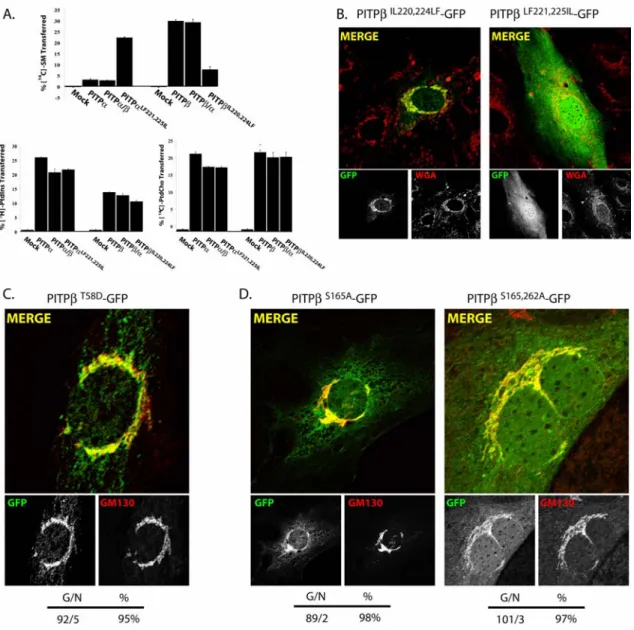 Figure 2.5: PITPβ localization to TGN membranes is independent of phospholipid  loading