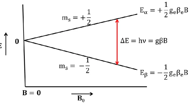 Figure 1.1: An energy level diagram showing the separation of the m s = +1/2 and m s = -1/2 spin states of a free  electron as a function of the strength of the applied static magnetic field, B
