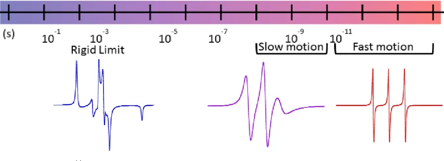 Figure 1.5: The relationship between SSEPR line shape and rotational correlation time (τ c )  in SSEPR spin probe measurement