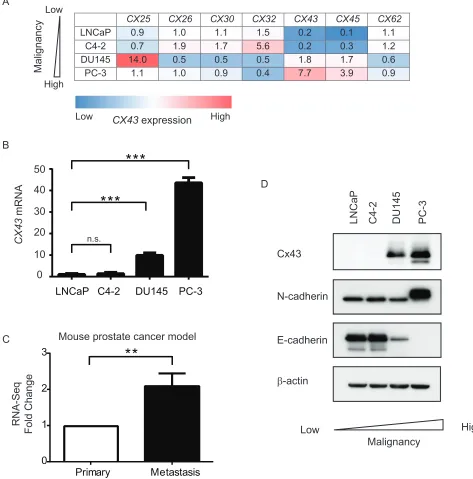 Figure 1: Cx43 expression is associated with increased malignancy in prostate cancer cells
