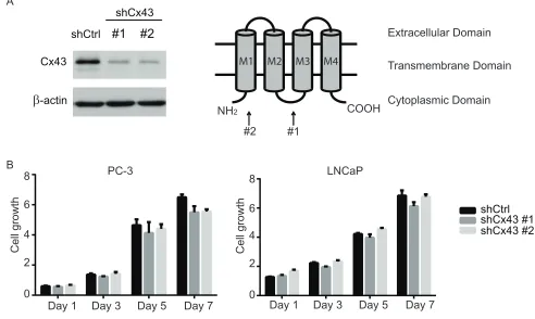 Figure 3: Suppression of Cx43 does not affect growth of prostate cancer cells. (A) Left panel, down-regulation of Cx43 in PC-3 cells by two different shRNA constructs confirmed with Western blot