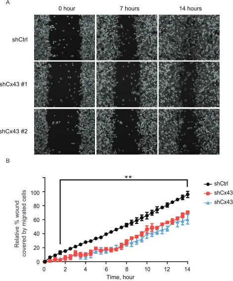 Figure 4: Suppression of Cx43 inhibits migration of PC-3 cells. (A) Representative phase microscopic images of control PC-3 cells and PC-3 cells with down-regulated Cx43 at various times after monolayer wounding (0, 7, and 14 hours)