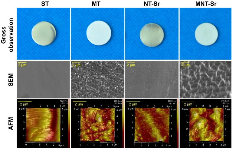 Figure 1 Images of the titanium surface from gross observation, seM, and aFM (n=8).Abbreviations: aFM, atomic force microscopy; MNT-sr, micro/nanorough strontium-loaded Ti; MT, micro titanium surface; NT-sr, nano strontium-containing titanium surface; seM, scanning electron microscopy; sT, smooth titanium surface.