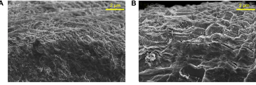 Figure 2 cross-sectioning of (A) NT-sr and (B) MNT-sr samples from seM images (n=8).Abbreviations: MNT-sr, micro/nanorough strontium-loaded Ti; NT-sr, nano strontium-containing titanium surface; seM, scanning electron microscopy.