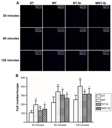 Figure 7 Osteoblast proliferation after incubation for 1, 4, and 7 days. Notes: **P,0.01 compared with sT; #P,0.05 and ##P,0.01 compared with MT; and ††P,0.01 compared with NT-sr