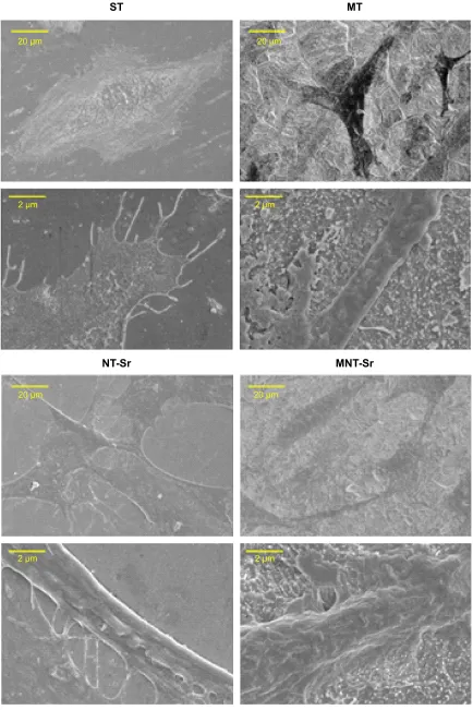 Figure 8 seM images of osteoblast adhesion on the four surfaces after 3 days.Abbreviations: MNT-sr, micro/nanorough strontium-loaded Ti; MT, micro titanium surface; NT-sr, nano strontium-containing titanium surface; seM, scanning electron microscopy; sT, smooth titanium surface.