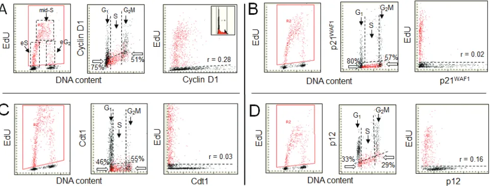 Figure 1: Expression of cyclin d1 (A), the cdK inhibitor p21WAF1 (b), the chromatin licensing and dnA replication factor Cdt1 (C), and the smallest subunit of DNA polymerase δ p12 (D), in relation to EdU incorporation