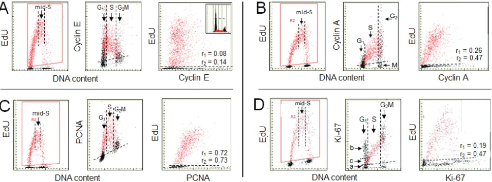 Figure 2: Expression of cyclin E, cyclin A, PCNA and Ki-67 in relation to incorporation of EdU