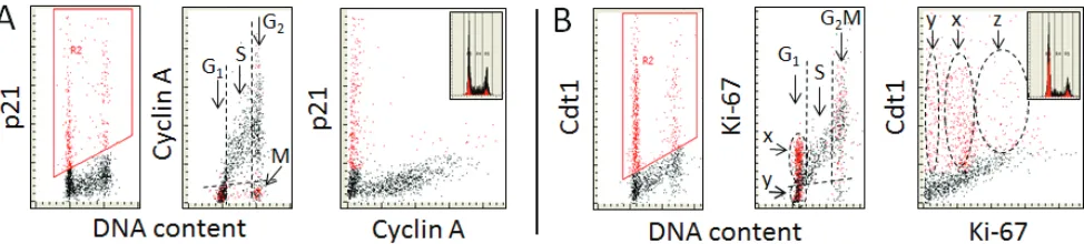 Figure 3: Expression of cyclin A, and Ki-67 in relation the expression of p21WAF1fluorescence was measured by LSC [12-15,20,21]