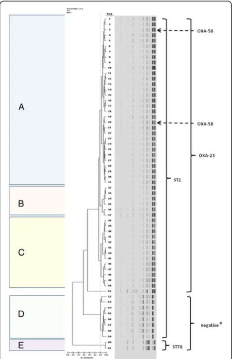 Figure 1 Dendrogram and computer-generated image ofrep-PCR banding patterns of the 61 CRAB isolates under study.Similarity calculation is based upon the Kullback–Leibler method,clustering is based upon the Unweighted Pair Group Method withArithmetic Mean (UPGMA).