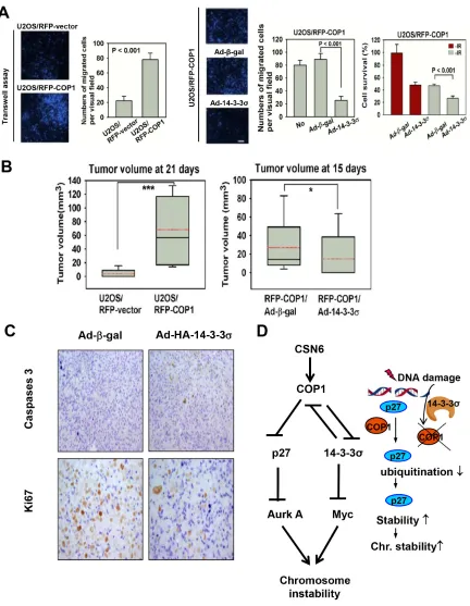 Figure 7: COP1 accelerates tumor formation. (A) 14-3-3σ antagonizes COP1-mediated cell motility