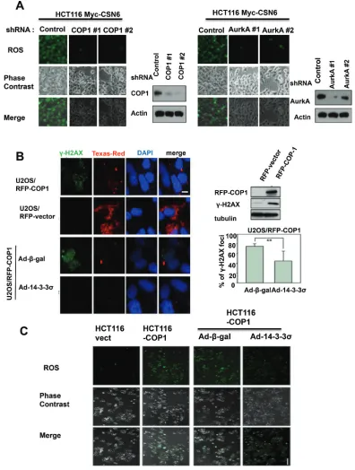 Figure 2: CSN6-mediated ROS production and DNA damage involve COP1 and Aurora A. (A) Knockdown of COP1 or Aurora A attenuates CSN6-mediated ROS production