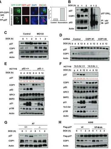 Figure 3: COP1 is involved in p27 protein stability regulation during DNA damage. (A) p27 nuclear accumulation increases in response to doxorubicin