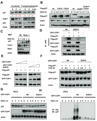 Figure 4: COP1 modification is required for DNA damage-mediated p27 accumulation. (A) p27 accumulates in A549 cells after DNA damage