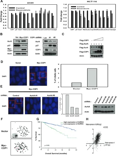 Figure 5: COP1 affects genome stability by affecting p27-Aurora A axis. (A) DNA damage downregulates the expression of genes that are suppressed through p27 mediation
