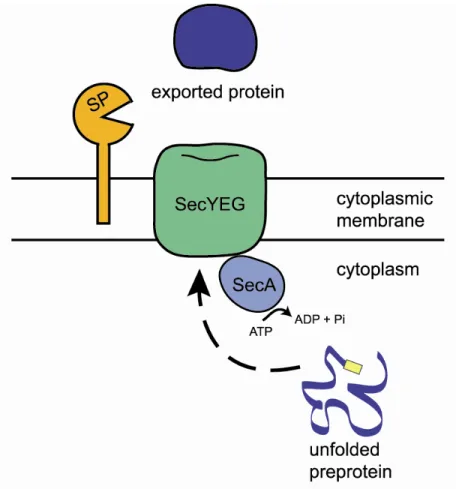 Figure 1.1.  The general Sec pathway.  The Sec pathway exports unfolded pre-proteins  (dark blue ribbon) across the bacterial cytoplasmic membrane
