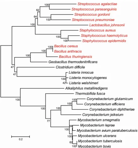 Figure 1.2.  Evolutionary relationships of SecA2 proteins.  The phylogenetic tree was  generated in MEGA4 using the neighbor-joining method