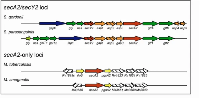 Figure 1.3.  Organization of the genes encoding the accessory SecA2 system.  Similar  coloring indicates encoded proteins with homology or similar properties