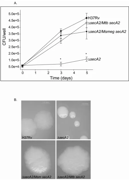 Figure 2.1.  SecA2 from M. tuberculosis and M. smegmatis both restore the macrophage  growth defect and altered colony morphology of a M