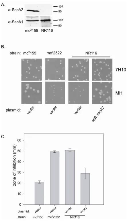 Figure 2.3.  Comparison of phenotypes of two ∆ ∆ ∆ ∆secA2 mutants: mc 2 2522 and NR116