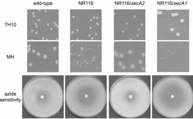 Figure 2.4.  Overexpression of SecA1 fails to complement and exacerbates phenotypes  associated with ∆ ∆∆ ∆secA2 null mutant NR116