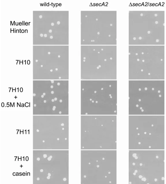 Figure 2.5.  Identification of new ∆ ∆ ∆ ∆secA2 mutant phenotypes.  Serial dilutions of the wild- wild-type, ∆secA2 mutant (NR116), and complement mutant (∆secA2/secA2) M