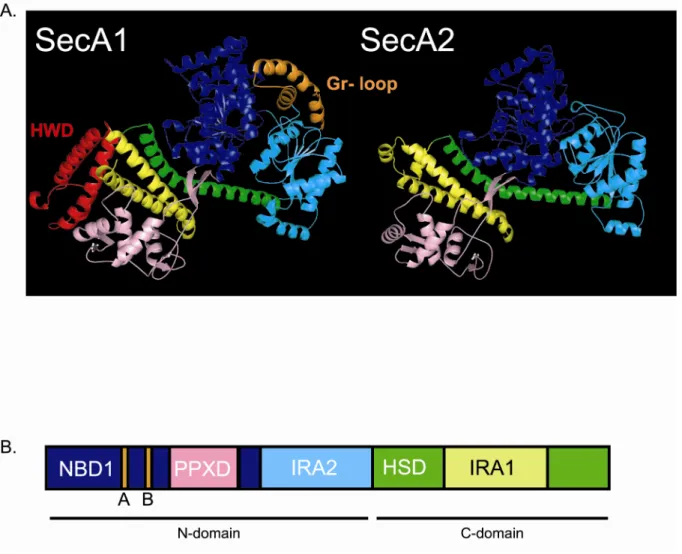Figure 2.7.  A computer-generated homology model of M. tuberculosis SecA2 is missing  domains found in M