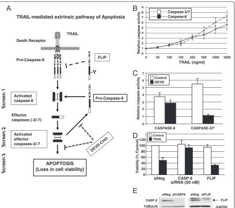 Figure 1 The development of siRNA-based RNAi screens for the identification of regulators of TRAIL-induced apoptosis in the MB231 breastshown as the mean and standard error of three experiments.transfection of the negative control siRNA (siNeg) or siRNAs c