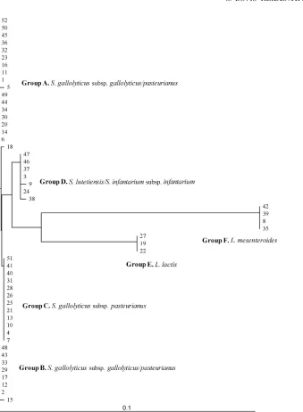 FIG. 1. Clustering of 16S rRNA nucleotide sequences obtained from all 52 isolates and constructed by TreeView software.