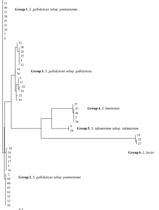 FIG. 2. Clustering of sodA nucleotide sequences obtained from non-Leuconostoc isolates (n � 48) and constructed by TreeView software.