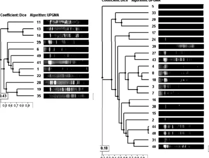 FIG. 3. Comparison of the amino acid sequences for the different sodA alleles of the sodA protein detected.