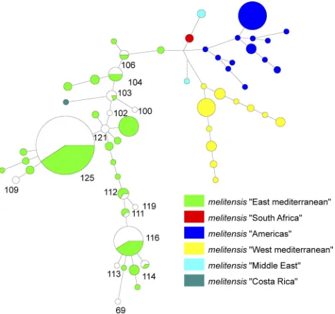 FIG. 2. Minimum spanning tree analysis of published B. meliten-sis isolates using the MLVA-11 data