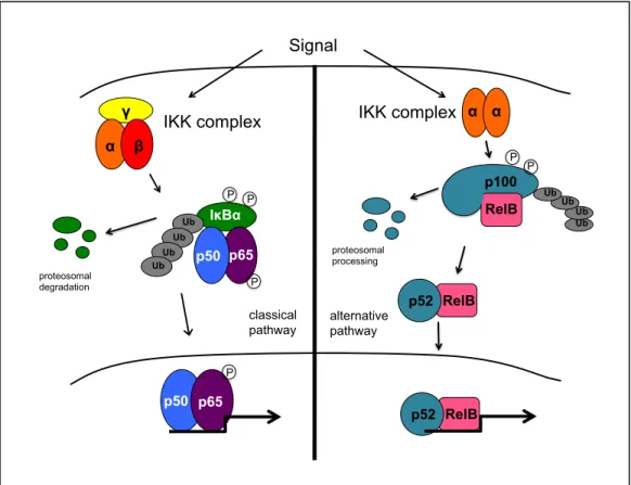 Figure 1.1. The classical (left) and alternative (right) NF-κB signaling pathways. 