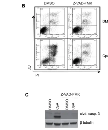 Figure 3.1. Inhibition of IKKβ causes apoptosis in BCR-ABL-expressing myeloid cells.  (A)  32D cells expressing BCR-ABL (32D/p185) were incubated with 1µM Imatinib, IKK inhibitor  (Compound A) or inactive analog of Compound A (Compound C) for 20 hours