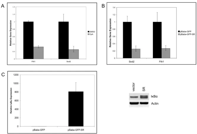 Figure 3.5.  NF-κB regulates antioxidant gene expression in BCR-ABL-expressing cells. 