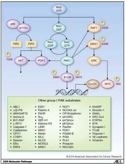 Figure  1.1:  RAS-RAC-PAK1  effector  signaling.  The  importance  of  the  RAF-MEK-ERK  and PI3K-AKT-mTOR effector signaling networks: both are well-validated drivers of mutant  RAS-dependent cancer growth