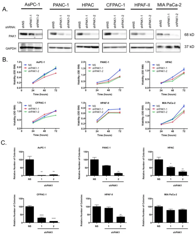 Figure  2.2:  Genetic  suppression  of  PAK1  reduces  cellular  proliferation  in  KRAS- KRAS-mutant  PDAC  cell  lines
