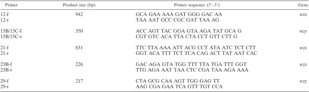 FIG. 2. Products of positive-control mixtures used in the sequential multiplex PCR assays for serotyping Streptococcus pneumoniae isolates fromnasopharyngeal samples obtained in Alaska in 2009.