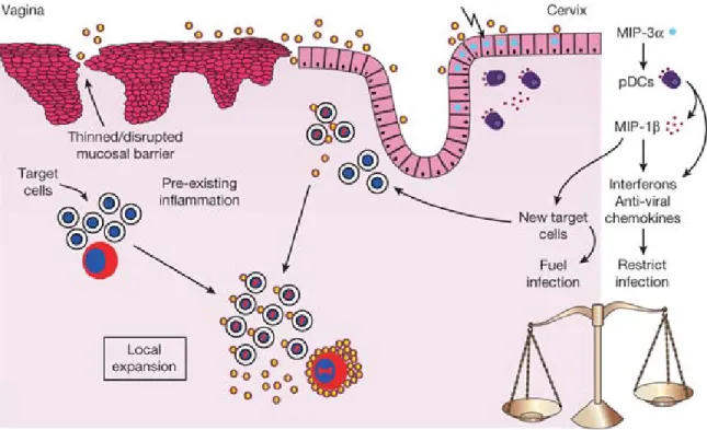 Figure 2.2 Inflammation, innate immunity, mucosal epithelial signaling and target cell availability  at mucosal front lines 