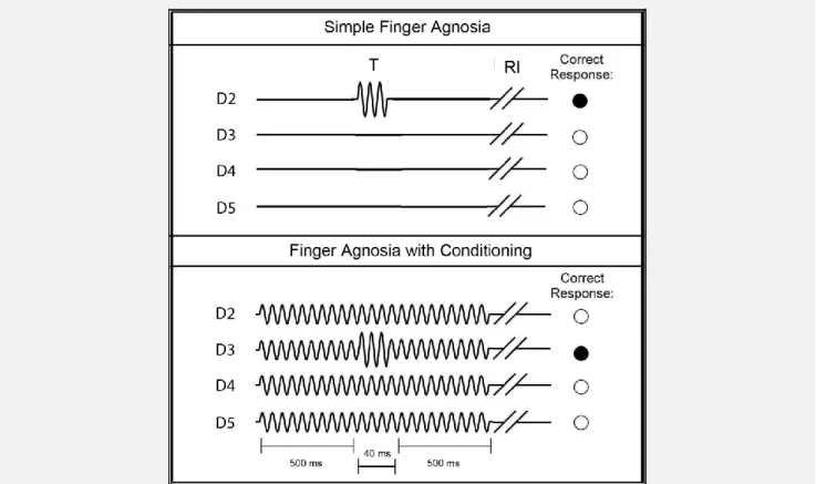 Figure 2.2: Schematics of Finger Agnosia Protocols. The simple finger agnosia assessment (top panel)  consisted of a 4AFC protocol where a short test (T) pulse (300 μm, 25 Hz, 40 ms) was delivered to one of the four 