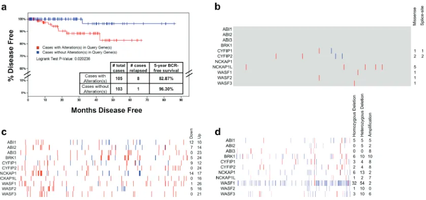 Figure 1: Spectrum of alterations of WAVE complex in primary prostate cancer. Data on prostate adenocarcinoma biochemical recurrence for patients with alterations in WAVE complex genes (analyses performed as part of The Cancer Genome Atlas (TCGA) as of the