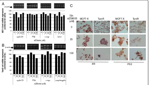 Figure 5 One hour treatment with AZD8055 affects pERser167 protein expression in TamR and MCF7-X cells