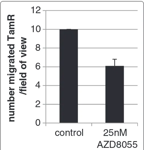 Figure 4 Effect of AZD8055 on migration in TamR cells. Twenty-fourhours migration was measured over an 8 μm pore membrane coatedwith fibronectin in the presence or absence of 25 nM AZD8055