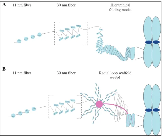 Figure  1.1  Classical  models  for  mitotic  chromosome  assembly.  In  both  models, the nucleosomes wrap 1.7 turns of DNA and assemble to form the 11  nm  fiber,  also  known  as  beads-on-a-string
