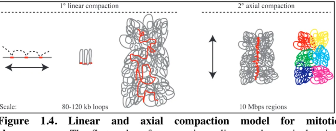Figure  1.4.  Linear  and  axial  compaction  model  for  mitotic  chromosomes.  The  first  order  of  compaction  relies  on  chromatin  looping  and  spans  over  80  to  120  kb  genomic  regions